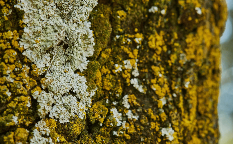 Remove Lichen from Trees