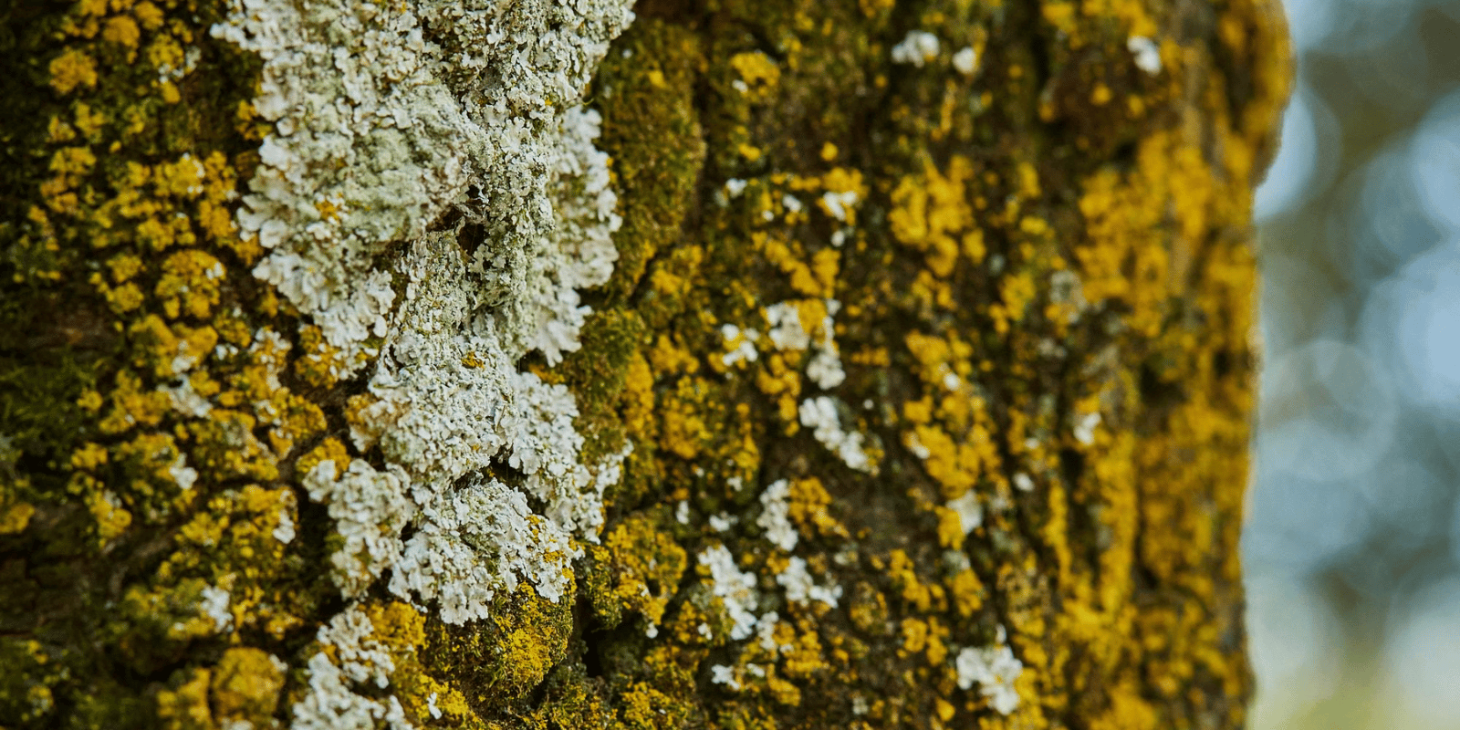 Remove Lichen from Trees