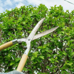 How Much Does Tree Pruning Cost
