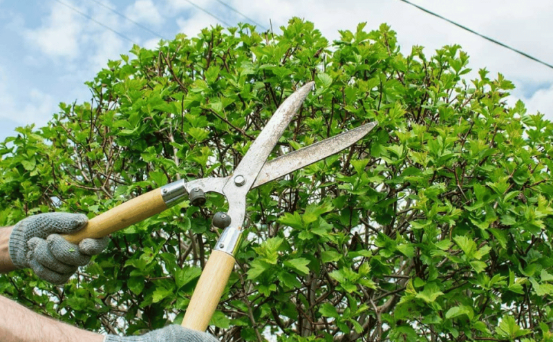 How Much Does Tree Pruning Cost