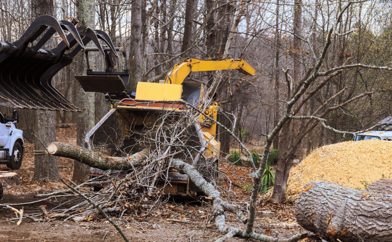 Remove Damaged Trees