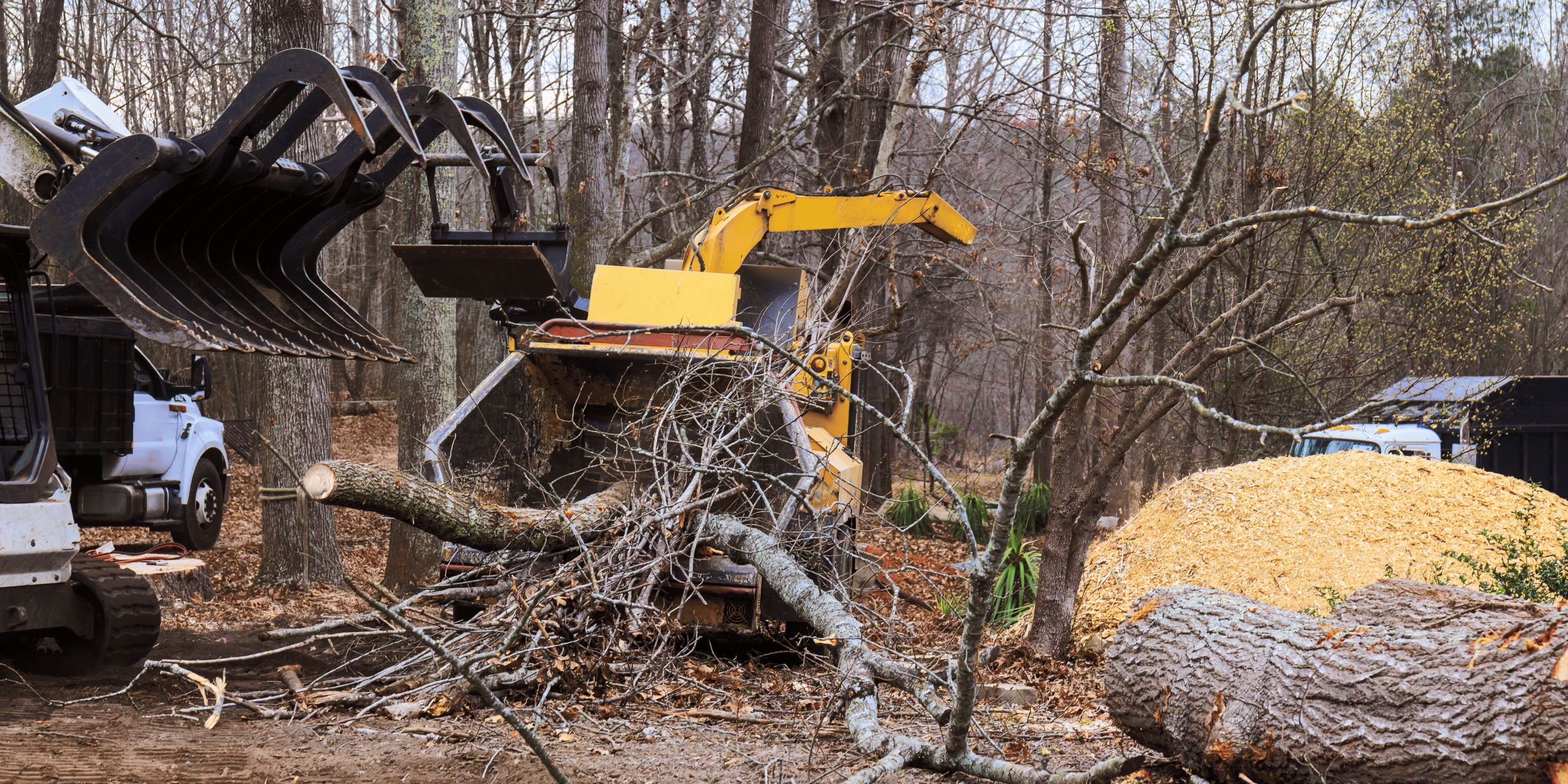 Remove Damaged Trees