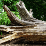 Tree Removal Services