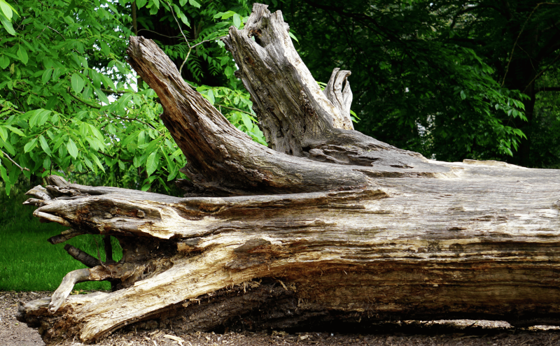 Tree Removal Services