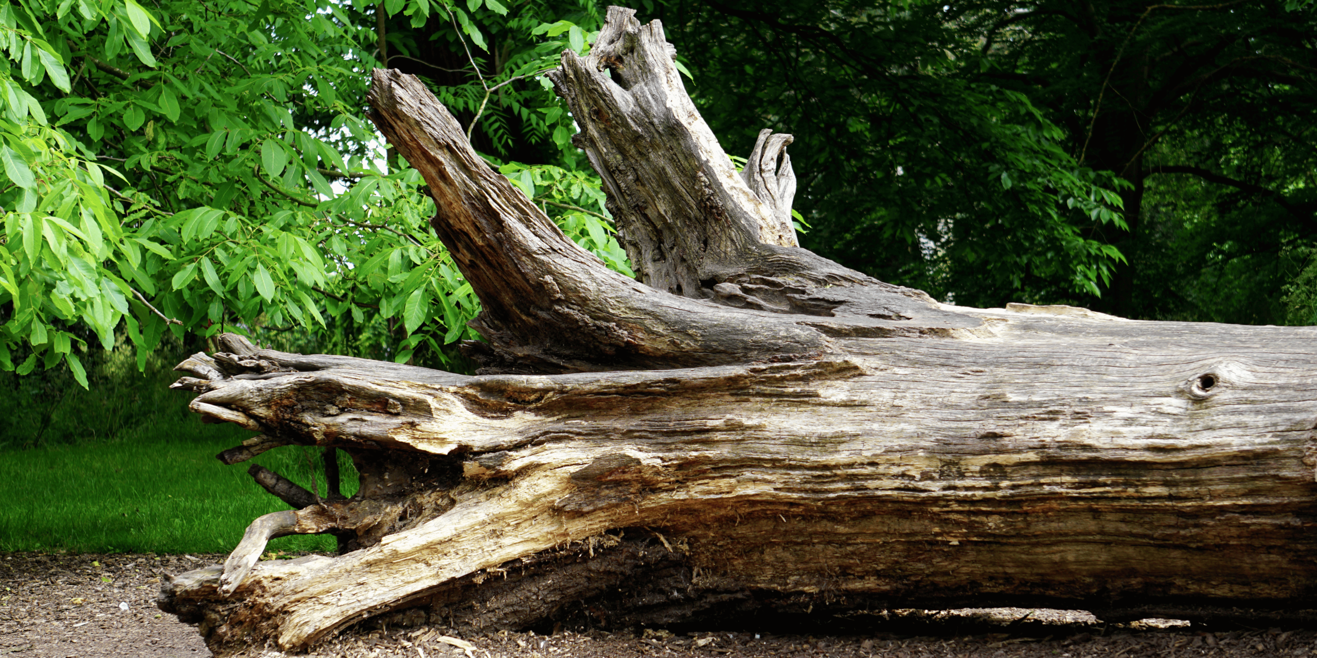 Tree Removal Services