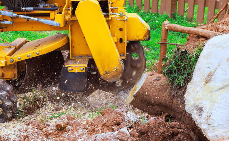 Tree Removal Services