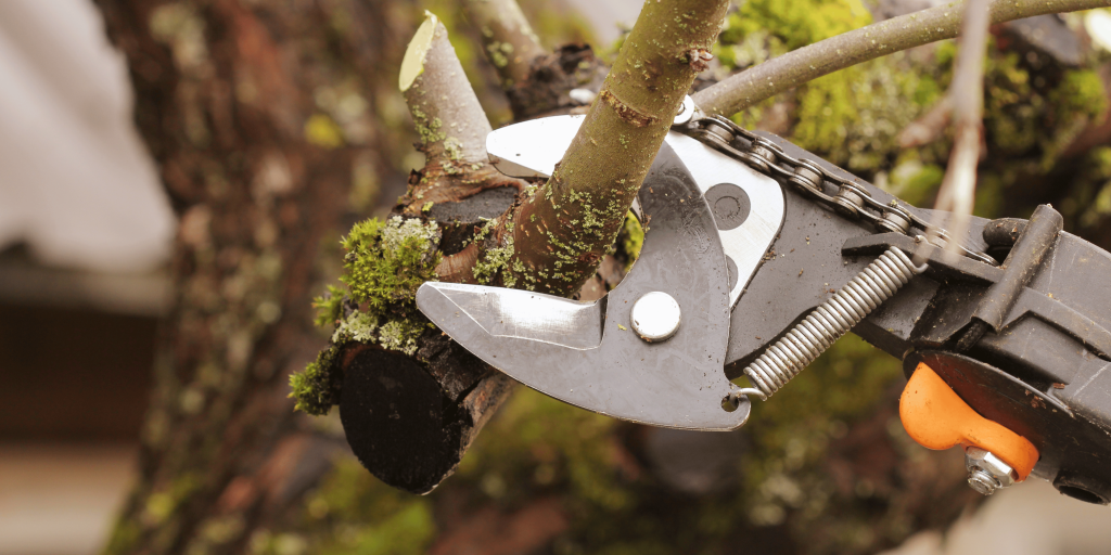 Tree Removal or Trimming