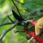 What Is Tree Pruning