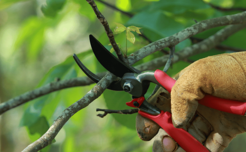 What Is Tree Pruning