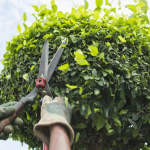 What Is the Difference Between Tree Trimming and Pruning