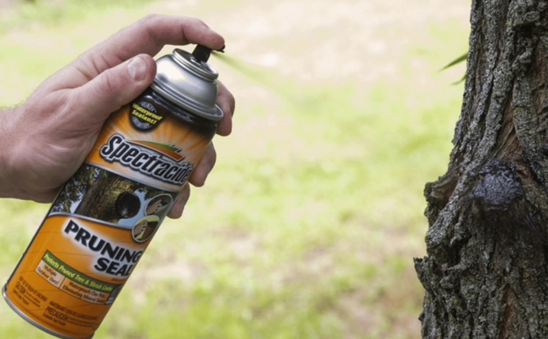 What Should Be Sprayed on a Tree After Pruning