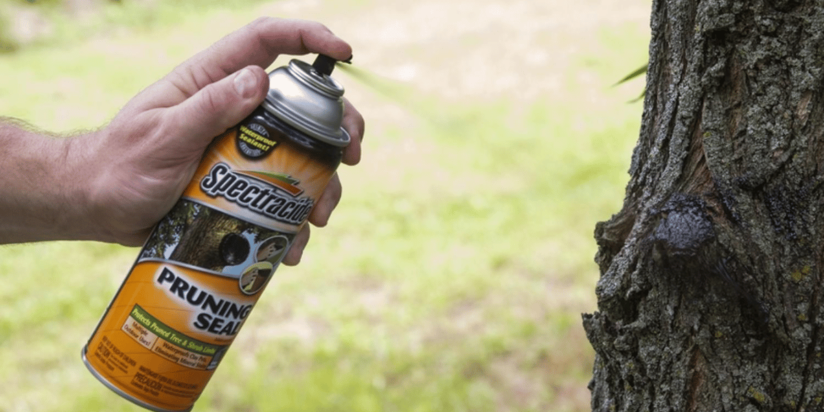 What Should Be Sprayed on a Tree After Pruning