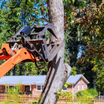 Tree Removal