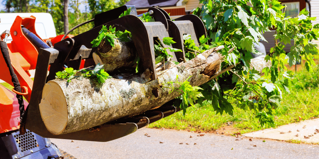 trees in residential