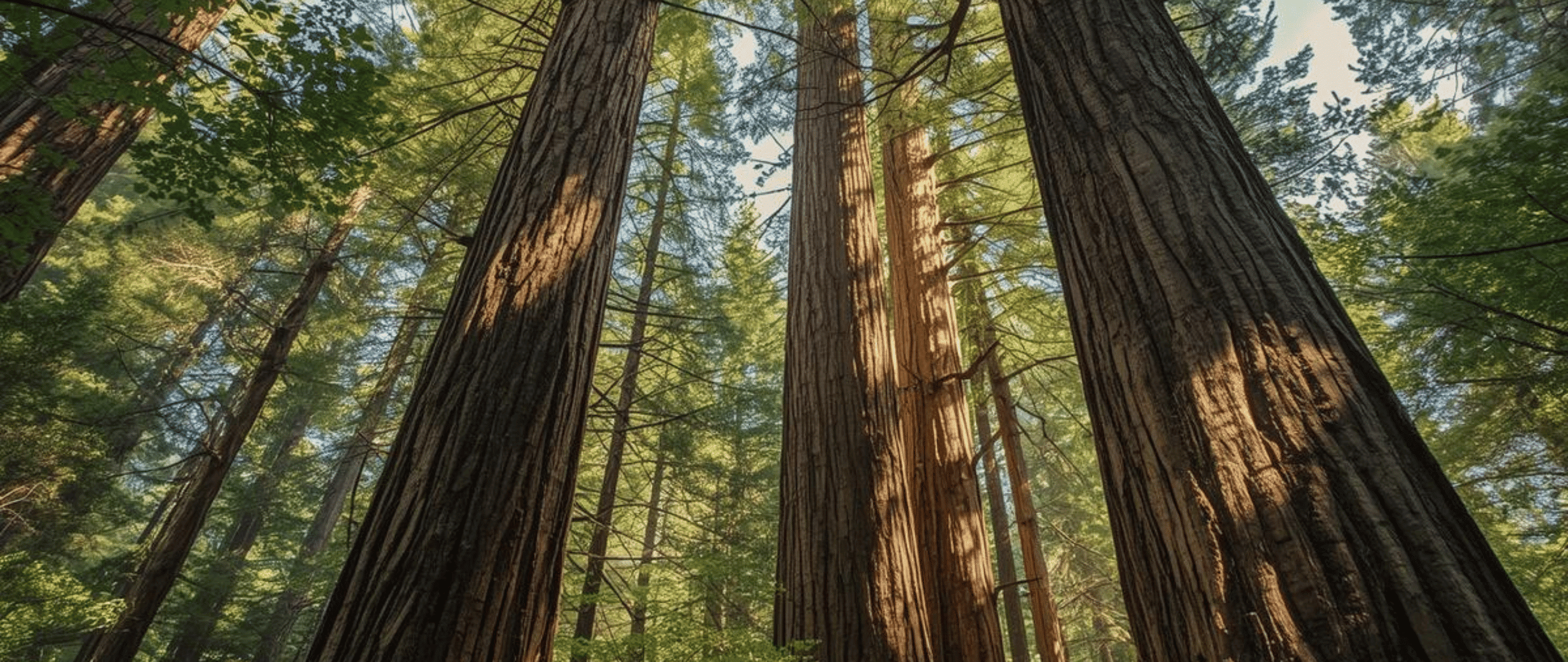 How to Improve Tree Health