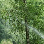 What Is Tree Maintenance