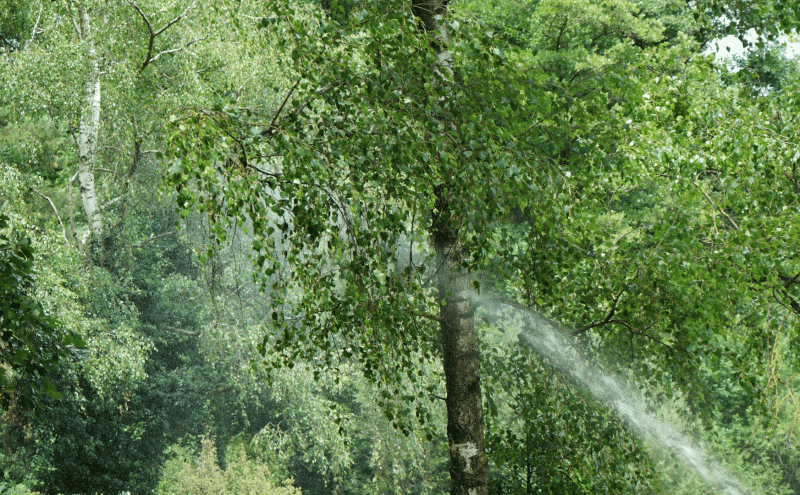 What Is Tree Maintenance