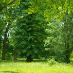 Which Trees Are Low Maintenance