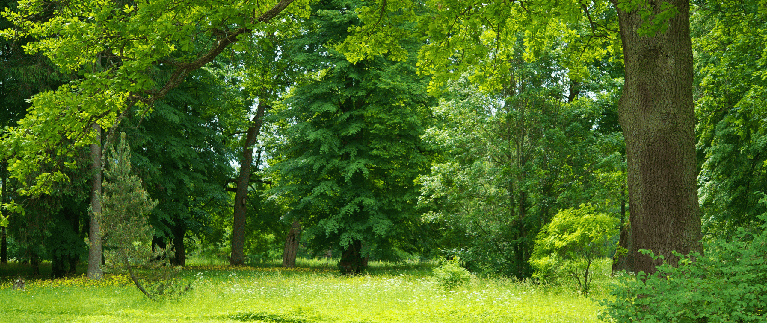 Which Trees Are Low Maintenance