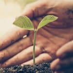 Do Trees Have Nutritional Value