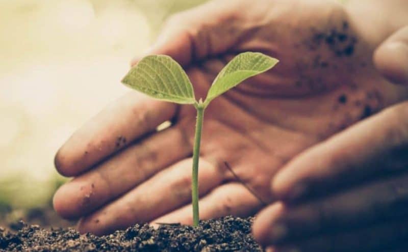 Do Trees Have Nutritional Value