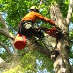 Do You Need an Arborist to Trim a Tree
