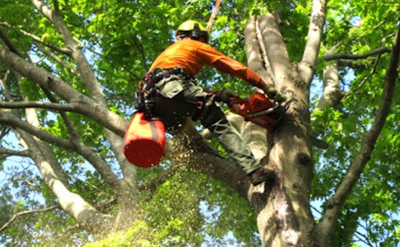 Do You Need an Arborist to Trim a Tree