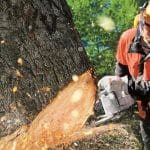 What Does It Mean to Fell a Tree