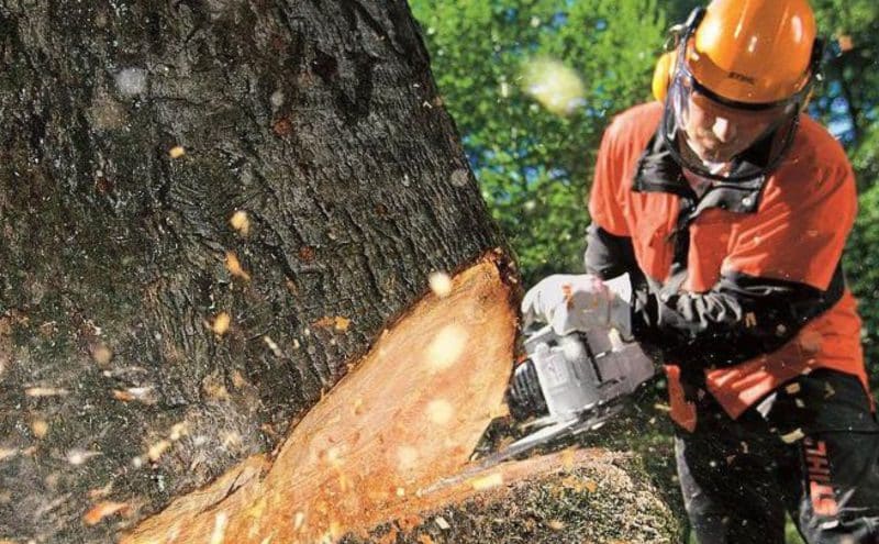 What Does It Mean to Fell a Tree