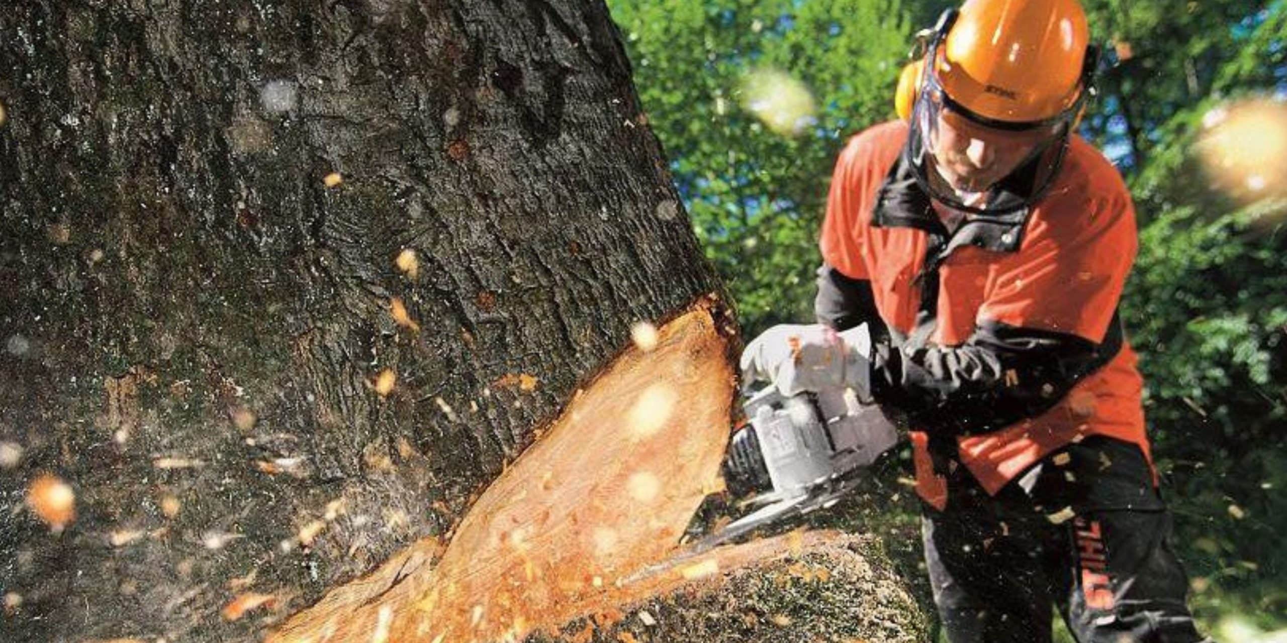 What Does It Mean to Fell a Tree