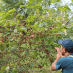 How Often Should Trees be Inspected