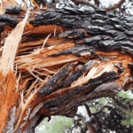 What Should You Expect from an Emergency Tree Service