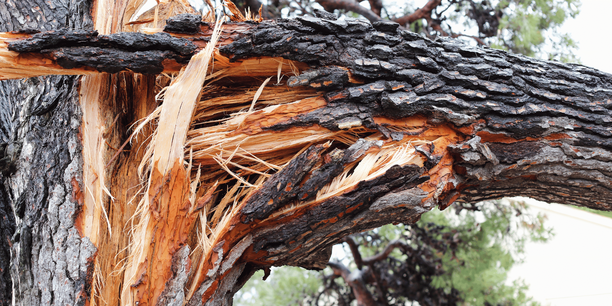 What Should You Expect from an Emergency Tree Service