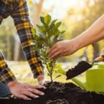 Tree Plantation Guide: How to Grow Trees and Build Forests
