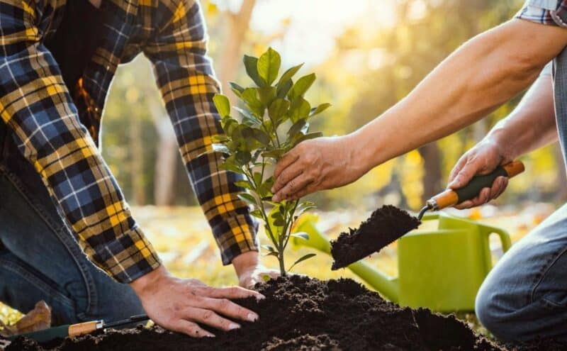 Tree Plantation Guide: How to Grow Trees and Build Forests