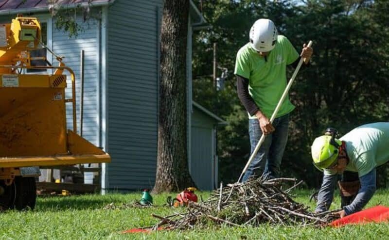 Tree Root Pruning to Prevent Damage and Protect Your Yard