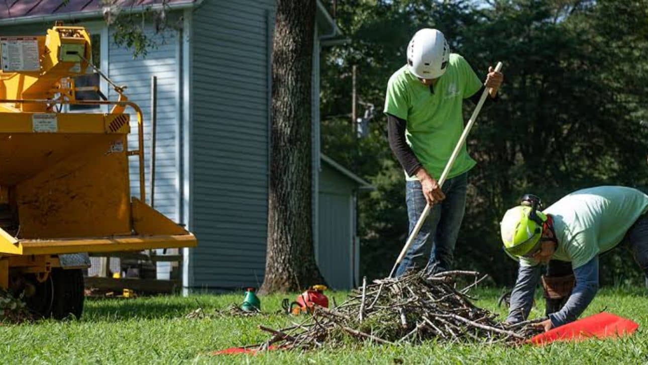 Tree Root Pruning to Prevent Damage and Protect Your Yard
