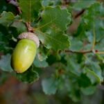 Growing_Oak_Trees
