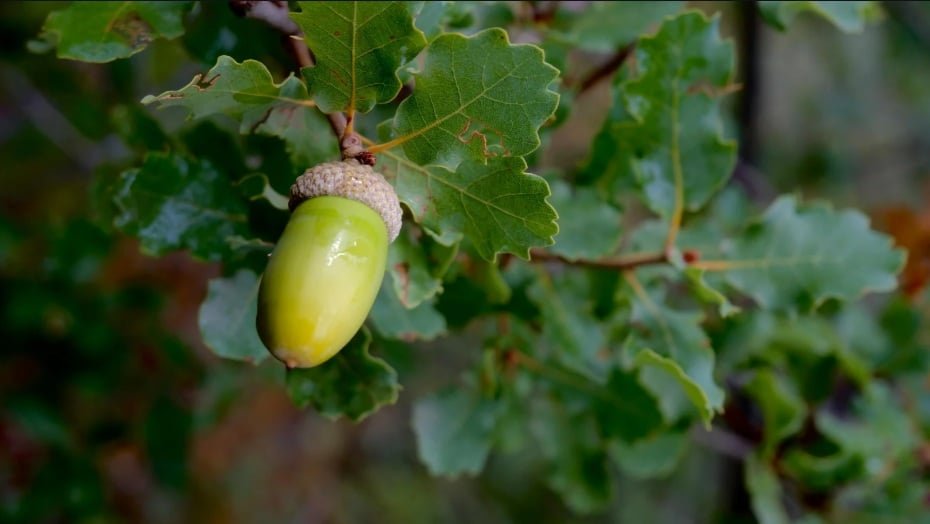 Growing_Oak_Trees