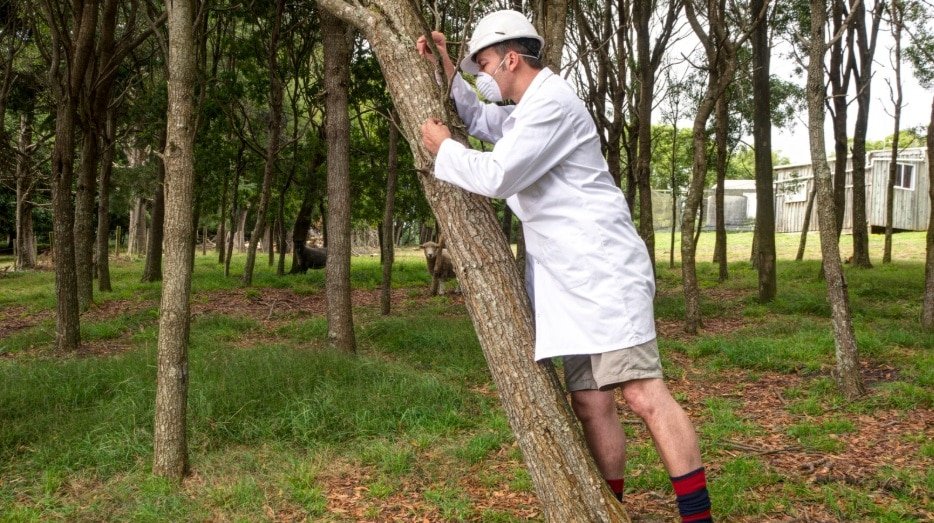 Tree_Risk_Assessments