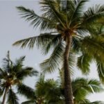 Best_Palm_Tree
