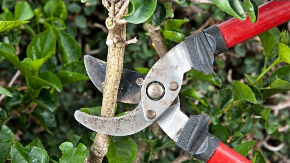 best_palm_tree_pruning