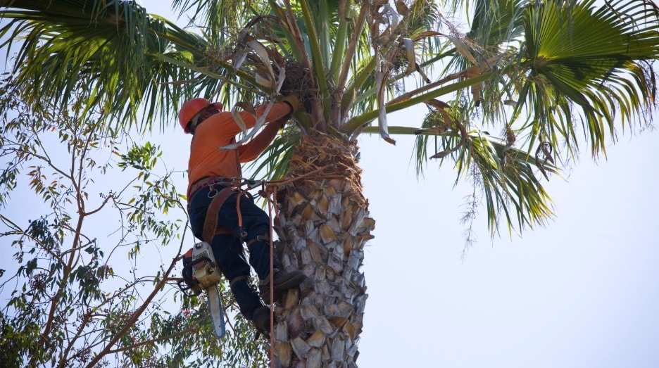 Palm_Tree_Trimming