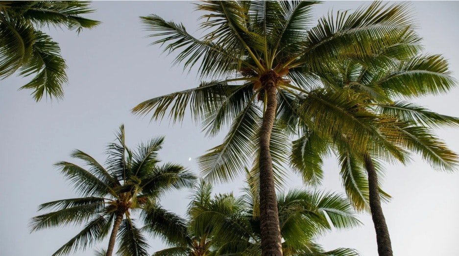 Best_Palm_Tree