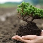 certified_arborist