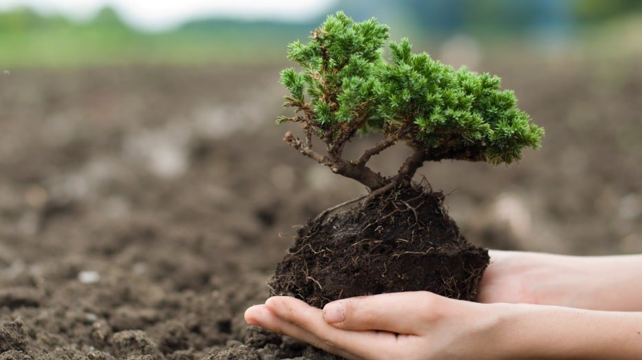 certified_arborist